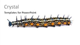  Presentation with caterpillar - Audience pleasing PPT layouts consisting of closeup of caterpillar backdrop and a white colored foreground
