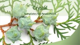  Presentation with cedar - PPT theme with closeup of cedar branch isolated background and a mint green colored foreground