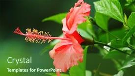  Presentation with chinese chinese - Amazing slides having closeup of chinese hibisci rosae backdrop and a forest green colored foreground