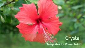  Presentation with chinese chinese - PPT theme enhanced with chinese hibisci rosae-sinensis flower background and a forest green colored foreground