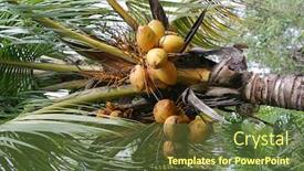  Presentation with coconut palm tree - Audience pleasing slide set consisting of closeup of coconuts growing in a coconut palm tree backdrop and a tawny brown colored foreground