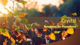  Presentation with dark forest landscape - Amazing presentation having closeup-of-colorful-autumn-leaves backdrop and a tawny brown colored foreground