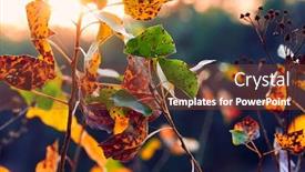  Presentation with dark forest landscape - Beautiful theme featuring closeup-of-colorful-autumn-leaves backdrop and a tawny brown colored foreground