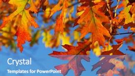  Presentation with isolated fall oak leaf - Presentation theme enhanced with closeup of colorful fall oak background and a  colored foreground