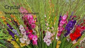  Presentation with pink flowers - Cool new PPT layouts with closeup of colorful gladiolus flowers backdrop and a  colored foreground