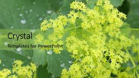  Presentation with tropical flowers close up - Beautiful slide deck featuring closeup of common a mantle backdrop and a yellow colored foreground