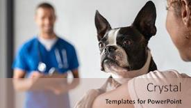  Presentation with boston - Audience pleasing presentation consisting of veterinary - closeup of cute boston terrier backdrop and a coral colored foreground