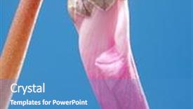  Presentation with bud - Theme featuring closeup of cyclamen bud shot over blue background background and a teal colored foreground