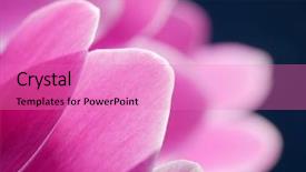  Presentation with dark flower - Amazing theme having closeup of cyclamen flower petals backdrop and a  colored foreground