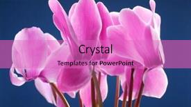  Presentation with tropical flowers close up - Slides enhanced with closeup of cyclamen flowers shot background and a  colored foreground