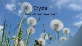  Presentation with dandelion - Audience pleasing presentation design consisting of closeup of dandelion clocks against blue cloudy sky backdrop and a teal colored foreground