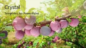  Presentation with olive tree branch ripe - Beautiful slide deck featuring closeup of delicious ripe plums backdrop and a blonde colored foreground