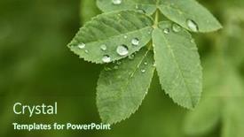  Presentation with dew - PPT theme consisting of closeup of dew drops on green leaf background shallow focus depth background and a tawny brown colored foreground