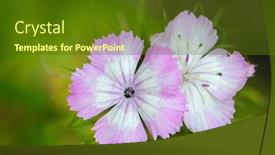 Presentation with sweet - Audience pleasing slide set consisting of closeup-of-dianthus-barbatus-sweet backdrop and a tawny brown colored foreground