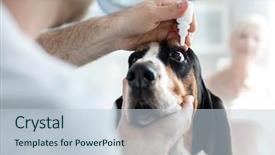  Presentation with veterinary - Colorful slide deck enhanced with closeup of doctor pouring eyedrops backdrop and a lemonade colored foreground