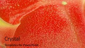  Presentation with dragon fruit - Cool new presentation theme with closeup of dragon fruit backgound backdrop and a  colored foreground