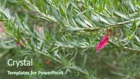  Presentation with pink petal flower animated - Theme featuring closeup of emu bush eremophila background and a tawny brown colored foreground