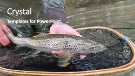  Presentation with trout - Slides featuring closeup of fario trout caught background and a gray colored foreground