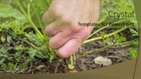  Presentation with vegetable garden - Colorful PPT layouts enhanced with closeup-of-female-gardener-s backdrop and a yellow colored foreground