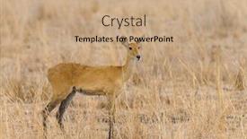  Presentation with scientific - Presentation theme consisting of closeup-of-female-reedbuck-scientific background and a coral colored foreground