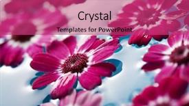  Presentation with floating - Audience pleasing presentation theme consisting of closeup of flowers floating in water backdrop and a violet colored foreground
