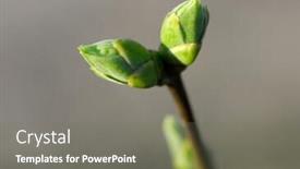  Presentation with plant - Colorful presentation theme enhanced with closeup-of-fresh-green-buds backdrop and a gray colored foreground