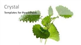  Presentation with mint - Presentation theme featuring closeup-of-fresh-mint background and a white colored foreground
