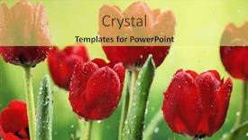  Presentation with tulip - PPT theme enhanced with closeup-of-fresh-tulip-flowers background and a blonde colored foreground