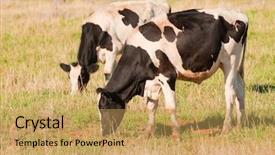  Presentation with grazing - PPT theme having closeup of frisian cows grazing background and a yellow colored foreground
