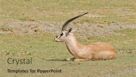  Presentation with name - PPT theme having closeup-of-grant-s-gazelle background and a coral colored foreground
