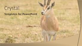 Presentation with name - Slide set consisting of closeup-of-grant-s-gazelle background and a coral colored foreground