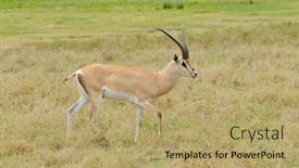  Presentation with scientific - Amazing PPT theme having closeup-of-grant-s-gazelle backdrop and a coral colored foreground