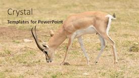  Presentation with scientific - Amazing PPT layouts having closeup-of-grant-s-gazelle backdrop and a coral colored foreground
