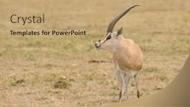  Presentation with scientific - Slide deck with closeup-of-grant-s-gazelle background and a coral colored foreground