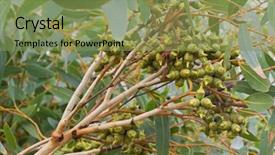  Presentation with eucalyptus australia - Colorful presentation design enhanced with closeup of green capsules backdrop and a seafoam green colored foreground