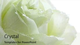  Presentation with singled green pink rose - Cool new slide set with closeup of green rose petals backdrop and a  colored foreground