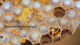  Presentation with hornet - Amazing presentation having closeup-of-hatching-european-hornet backdrop and a coral colored foreground