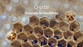  Presentation with hornet - Slide deck consisting of closeup-of-hatching-european-hornet background and a gray colored foreground