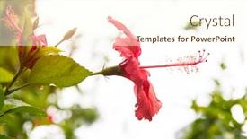  Presentation with flower - Slide set featuring closeup-of-hibisci-rosae-sinensis background and a cream colored foreground