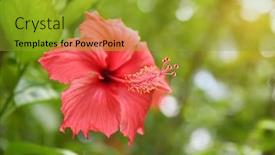  Presentation with flower - PPT theme enhanced with closeup-of-hibisci-rosae-sinensis background and a gold colored foreground