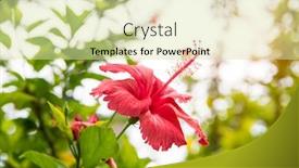  Presentation with flower - Amazing slide set having closeup-of-hibisci-rosae-sinensis backdrop and a soft green colored foreground