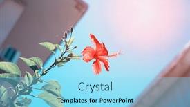  Presentation with flower - Slide set having closeup-of-hibisci-rosae-sinensis background and a arctic colored foreground