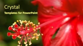  Presentation with hibiscus - Audience pleasing presentation theme consisting of closeup of hibiscus rosa backdrop and a tawny brown colored foreground