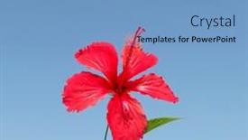  Presentation with hibiscus - PPT layouts consisting of closeup of hibiscus rosa background and a teal colored foreground