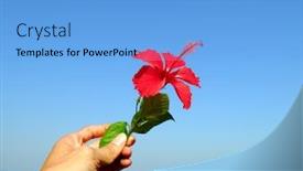  Presentation with hibiscus - Amazing slide deck having closeup of hibiscus rosa with hand backdrop and a light blue colored foreground