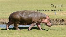  Presentation with scientific - Presentation consisting of closeup-of-hippopotamus-scientific-name background and a mint green colored foreground