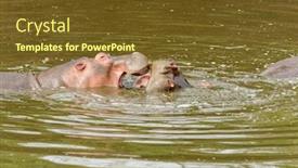  Presentation with landscapes of savanna serengeti tanzania - PPT theme having closeup of hippopotamus scientific name hippopotamus amphibius or kiboko in swaheli in the serengeti national park tanzania background and a tawny brown colored foreground