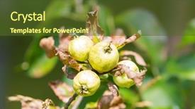  Presentation with fruit tree - Amazing theme having closeup of home grown quince backdrop and a tawny brown colored foreground