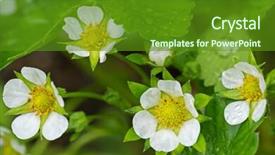  Presentation with grown - PPT layouts having closeup of home grown strawberry flowers blossoming in the garden with raindrops during summer in europe background and a tawny brown colored foreground