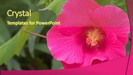  Presentation with hibiscus flower - Colorful slide deck enhanced with closeup of homegrown hibiscus flower in pink shade in the garden in australia backdrop and a tawny brown colored foreground